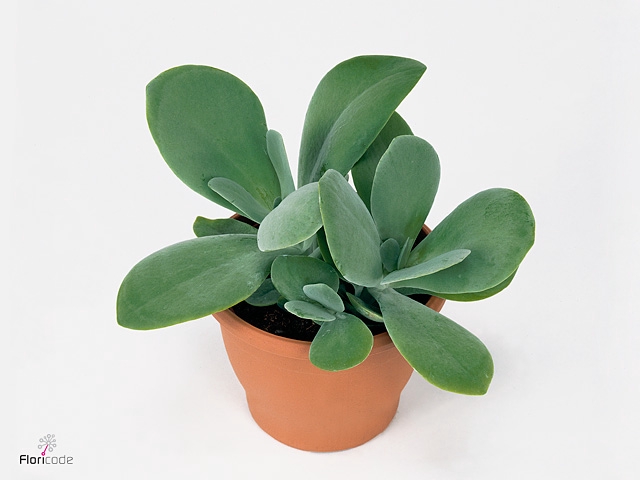 KALANCHOE THYRSIFL