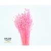 Dried Bleached Briza Pink