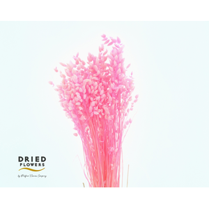 Dried Bleached Briza Pink