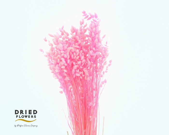 Dried Bleached Briza Pink