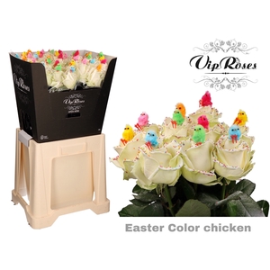 R Gr Easter Color Chicken