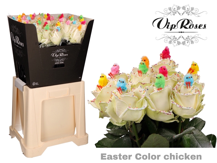 <h4>R Gr Easter Color Chicken</h4>