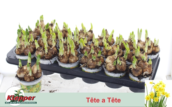 <h4>NARC O TETE A TETE</h4>