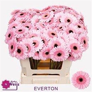 Ge Mi Everton