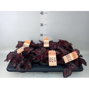 Begonia BD 'MagicColours Etna'