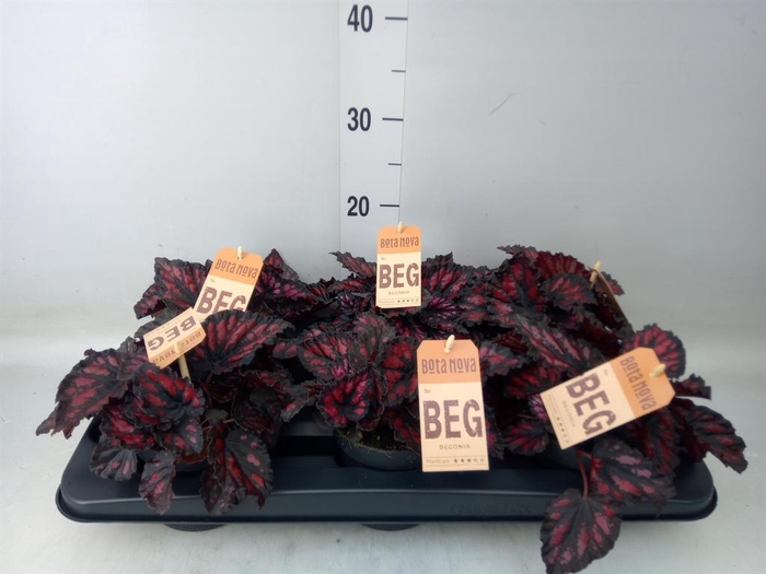 <h4>Begonia BD 'MagicColours Etna'</h4>