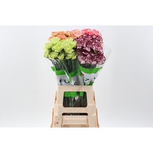 Di St Gem In Fust 70cm