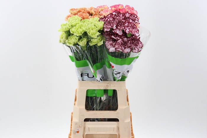 Di St Gem In Fust 70cm