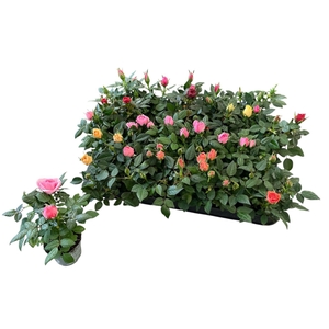 RO KORDANA GEM 4 SRT