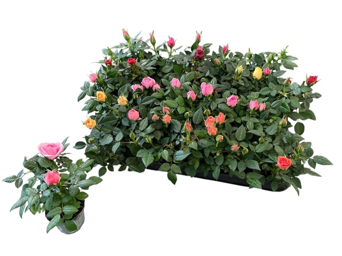 <h4>RO KORDANA GEM 4 SRT</h4>