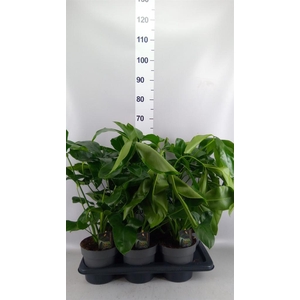 Philodendron  'Fun Bun'