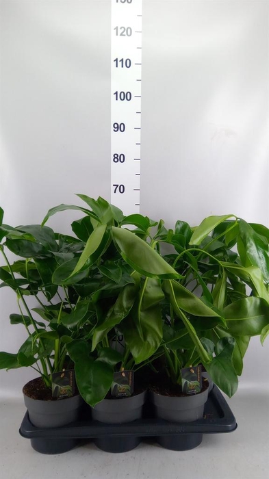 <h4>Philodendron  'Fun Bun'</h4>