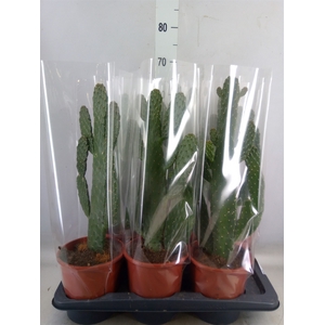 Opuntia