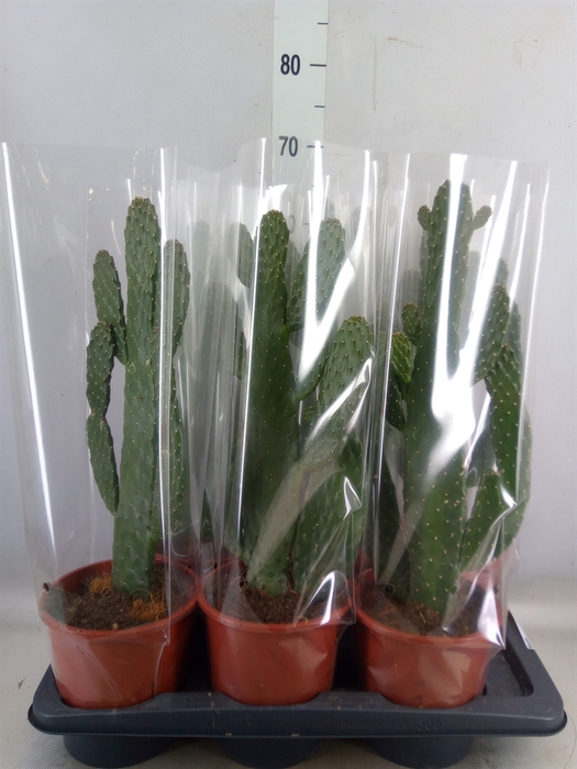 <h4>Opuntia</h4>