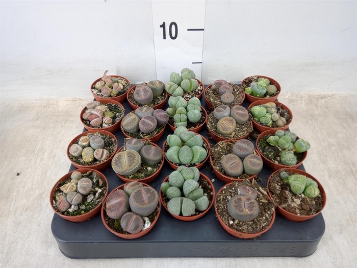 <h4>Lithops sp.</h4>