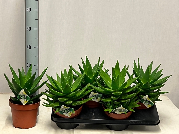 <h4>ALOE PERFOLIATA</h4>