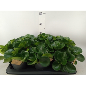 Peperomia obt. 'Green Gold'