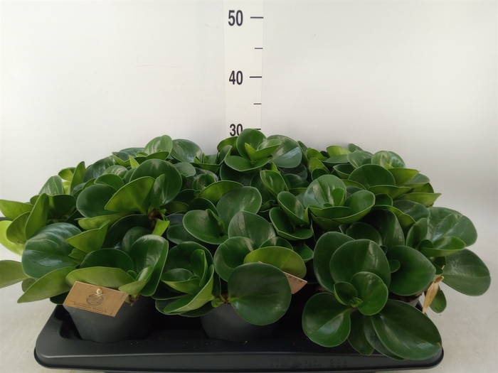 <h4>Peperomia obt. 'Green Gold'</h4>