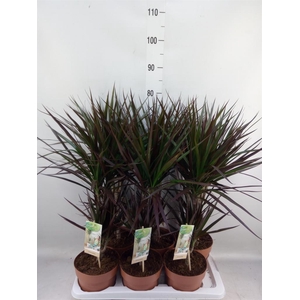 Dracaena marg. 'Magenta'