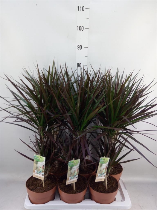 <h4>Dracaena marg. 'Magenta'</h4>