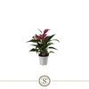 Anthurium Andreanum paars Zizou
