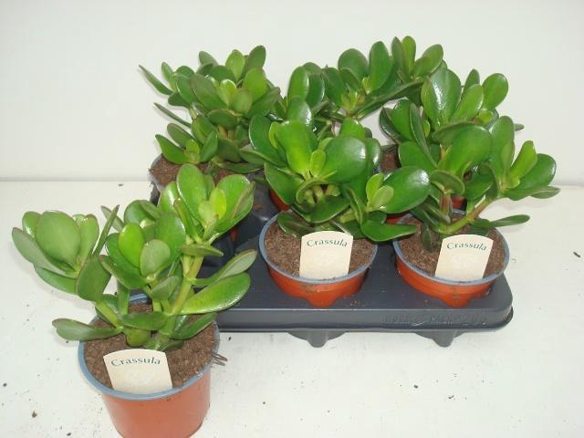 <h4>CRASS OVATA</h4>