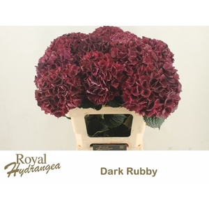 HYDR M MAG DARK RUBY
