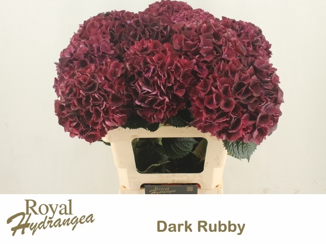 <h4>HYDR M MAG DARK RUBY</h4>