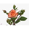 R TR AUGUSTA LUISE