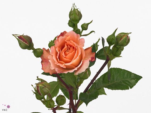 R TR AUGUSTA LUISE