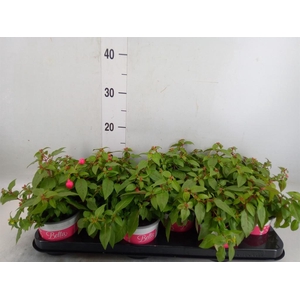 Fuchsia  'Bella Fuchsia Lydia'