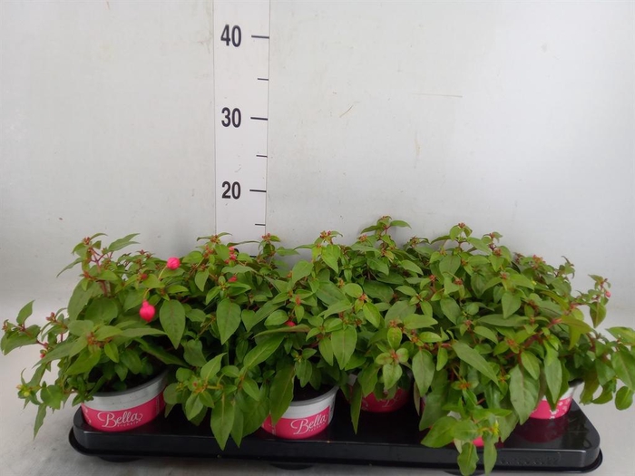 <h4>Fuchsia 'Bella Fuchsia Lydia'</h4>