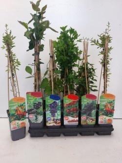 <h4>FRUITGOED OV</h4>