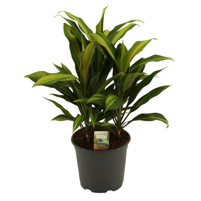 <h4>Cordyline Kiwi Toef 19 cm</h4>
