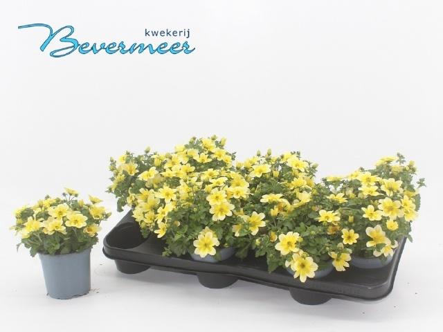 <h4>BID GOLDSTRIKE</h4>