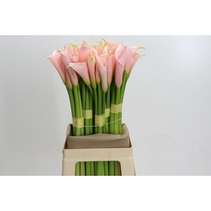 Zantedeschia Eydolls Salmon