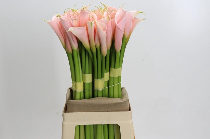 <h4>Zantedeschia Eydolls Salmon</h4>