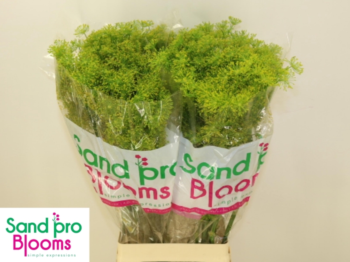 <h4>ANET GRAVEOLENS</h4>