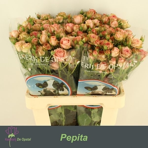 R Tr Pepita Opstal