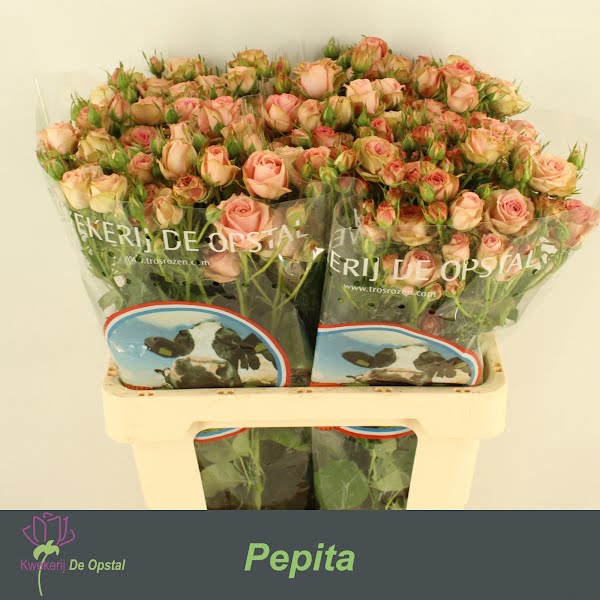 <h4>R Tr Pepita Opstal</h4>