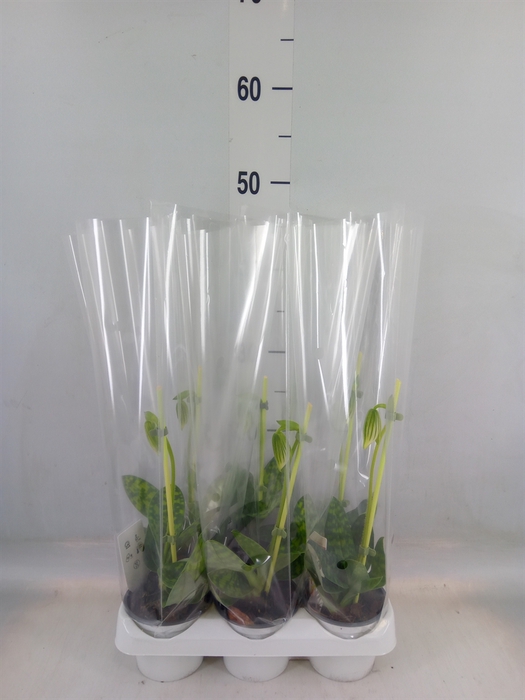 <h4>Paphiopedilum maudiae 'Femma'</h4>