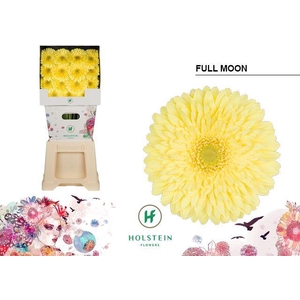 Gerbera diamond full moon