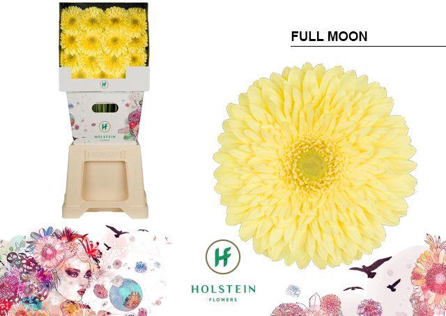 <h4>Gerbera diamond full moon</h4>