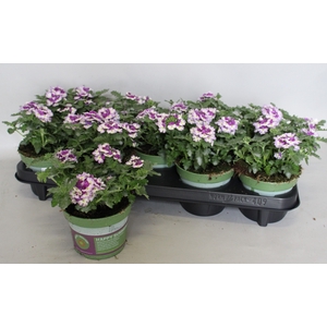 Verbena Bicolor Purple