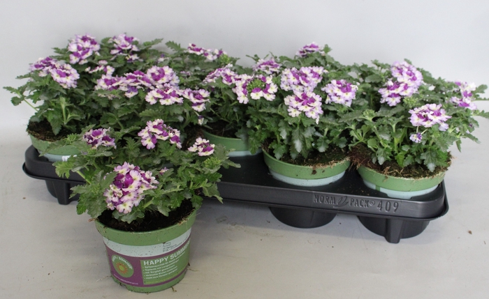 <h4>Verbena Bicolor Purple</h4>
