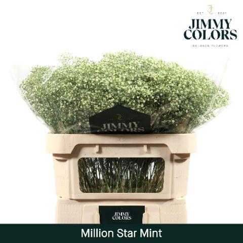 <h4>Gyps Million Star L70 Mint</h4>