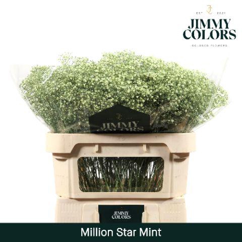 <h4>Gyps Million Star L70 Mint</h4>