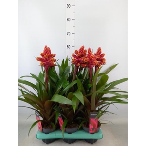 Guzmania   ...