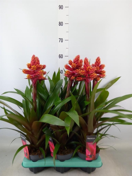 <h4>Guzmania   ...</h4>