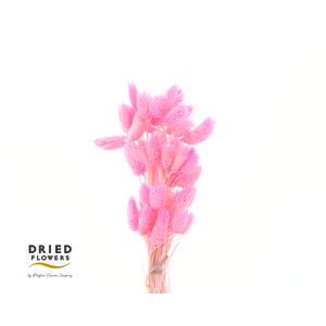 Dried Bleached Phalaris Pink